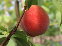 Pfirsich (Zwergform) 13 Pfirsich (Zwergform) -Deutschland Garten Funk Verkaufs-Shop zwerg pfirsich m009001 w 0