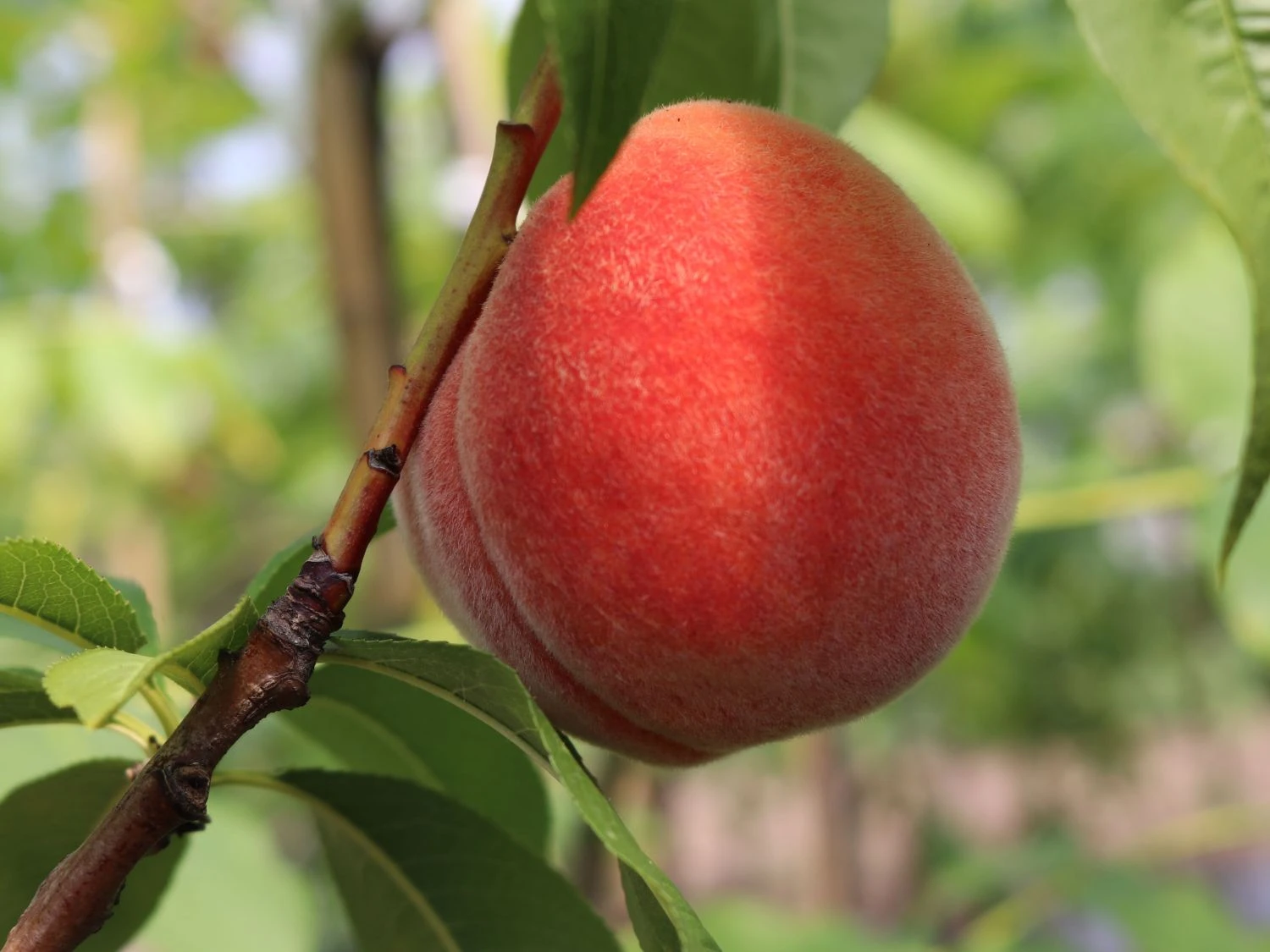 Pfirsich (Zwergform) 4 Pfirsich (Zwergform) – Bild 4