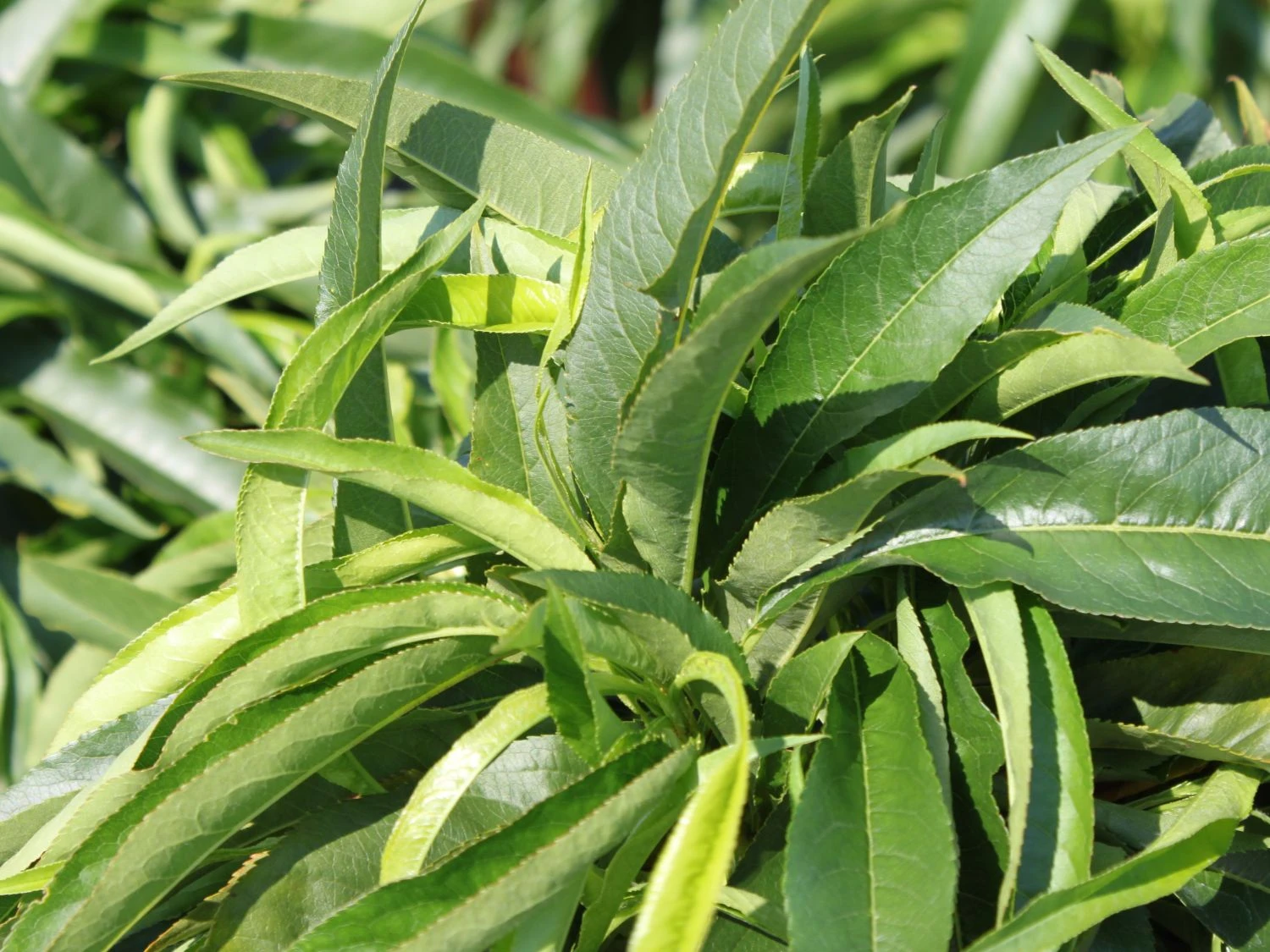 Pfirsich (Zwergform) 2 Pfirsich (Zwergform) – Bild 2