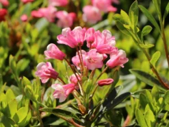 Zwerg-Rhododendron 'Bloombux' ® (Magenta) -Deutschland Garten Funk Verkaufs-Shop zwerg rhododendron bloombux magenta m114439 w 0