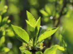 Zwerg Sauerkirsche 'Griotella' ® -Deutschland Garten Funk Verkaufs-Shop zwerg sauerkirsche griotella m007987 w 1