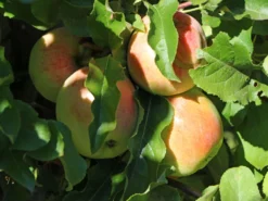 Zwergapfel 'Delgrina' ®