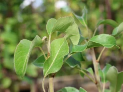 Zwergbirne 'Luisa' -Deutschland Garten Funk Verkaufs-Shop zwergbirne luisa m124491 w 1