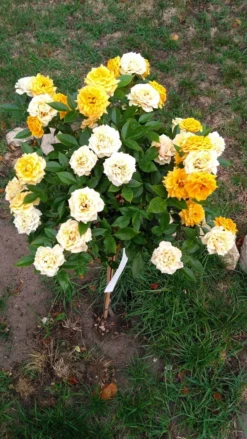 Zwergrose 'Apricot Clementine' ® 23 Zwergrose 'Apricot Clementine' ® -Deutschland Garten Funk Verkaufs-Shop zwergrose apricot clementine m005772 1114573 0