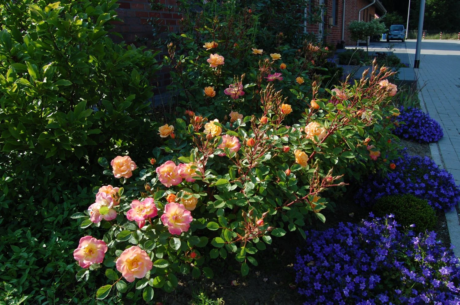 Zwergrose 'Apricot Clementine' ® 11 Zwergrose 'Apricot Clementine' ® – Bild 11