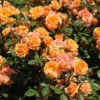 Zwergrose 'Apricot Clementine' ®