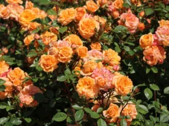 Zwergrose 'Apricot Clementine' ®
