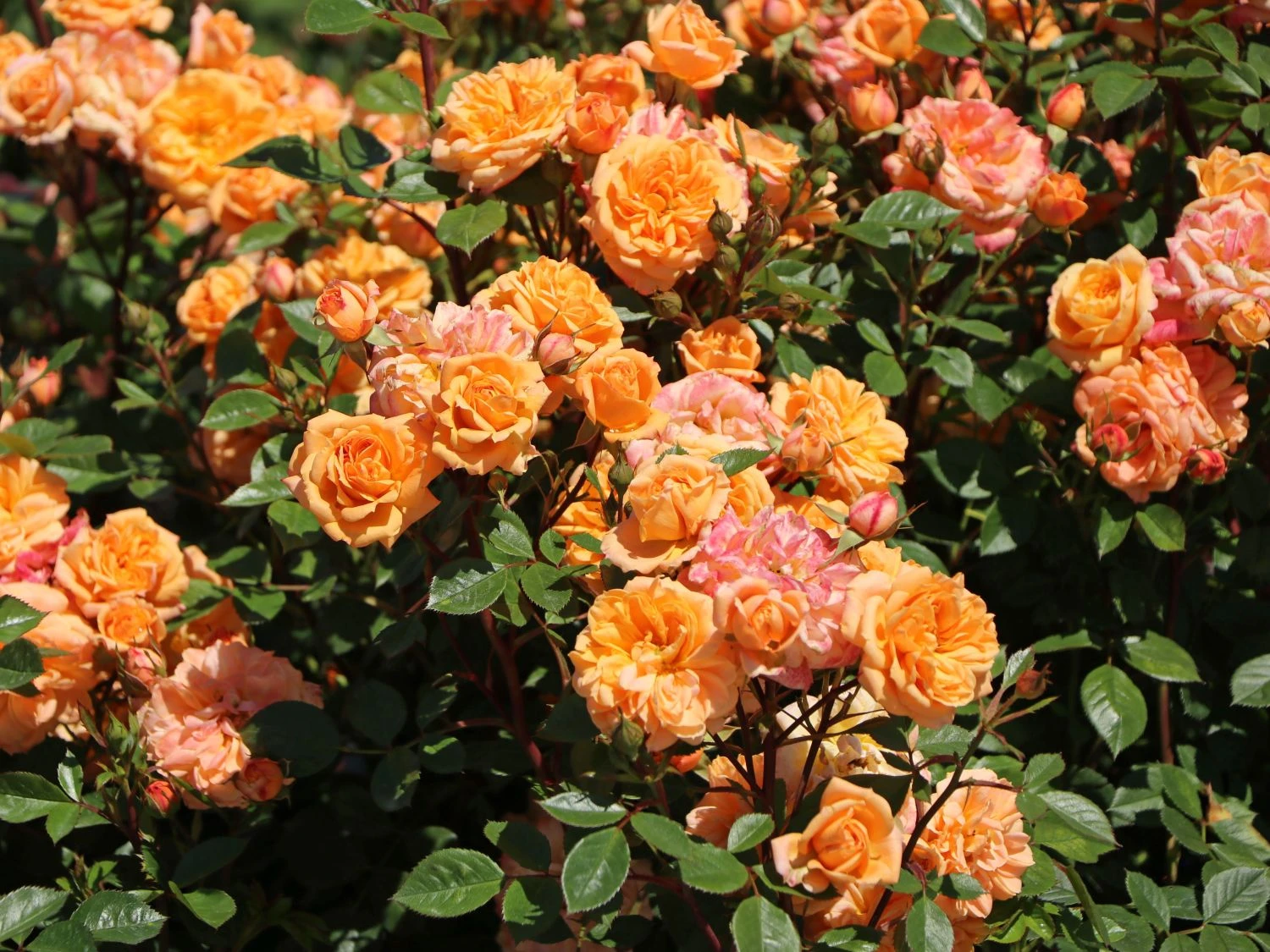 Zwergrose 'Apricot Clementine' ® 1 Zwergrose 'Apricot Clementine' ®