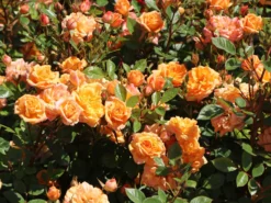 Zwergrose 'Apricot Clementine' ® 18 Zwergrose 'Apricot Clementine' ® -Deutschland Garten Funk Verkaufs-Shop zwergrose apricot clementine m005772 w 0