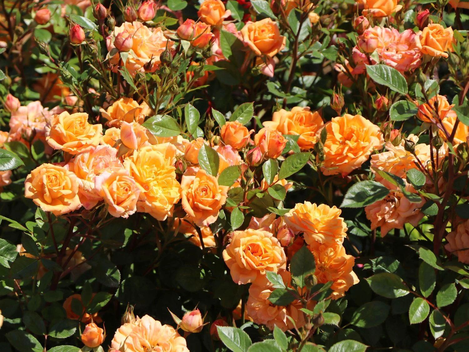 Zwergrose 'Apricot Clementine' ® 5 Zwergrose 'Apricot Clementine' ® – Bild 5