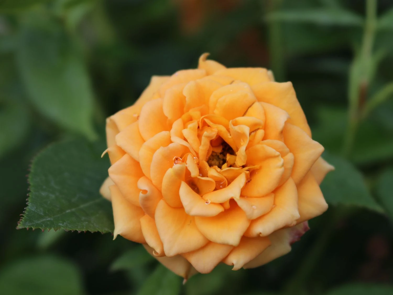 Zwergrose 'Apricot Clementine' ® 9 Zwergrose 'Apricot Clementine' ® – Bild 9