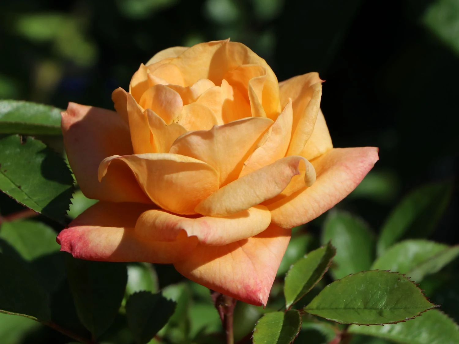 Zwergrose 'Apricot Clementine' ® 2 Zwergrose 'Apricot Clementine' ® – Bild 2