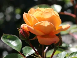 Zwergrose 'Apricot Clementine' ® 21 Zwergrose 'Apricot Clementine' ® -Deutschland Garten Funk Verkaufs-Shop zwergrose apricot clementine m005772 w 5