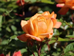 Zwergrose 'Apricot Clementine' ® 20 Zwergrose 'Apricot Clementine' ® -Deutschland Garten Funk Verkaufs-Shop zwergrose apricot clementine m005772 w 6