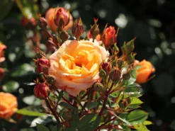 Zwergrose 'Apricot Clementine' ® 17 Zwergrose 'Apricot Clementine' ® -Deutschland Garten Funk Verkaufs-Shop zwergrose apricot clementine m005772 w 7