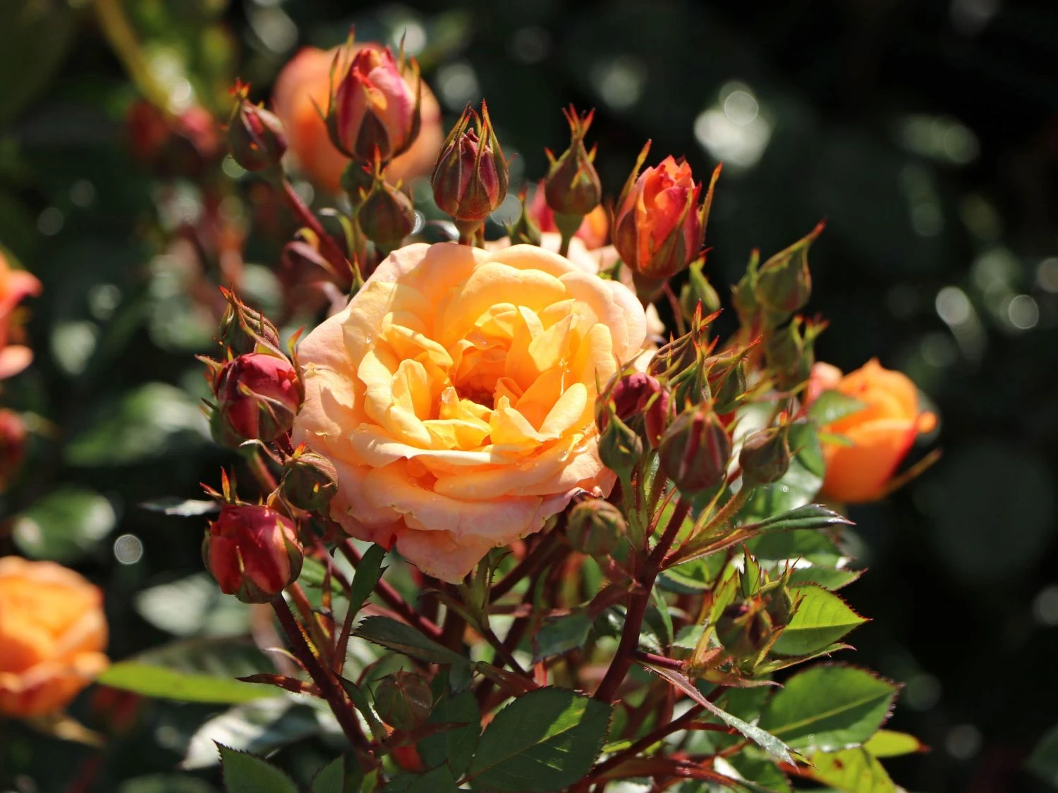 Zwergrose 'Apricot Clementine' ® 4 Zwergrose 'Apricot Clementine' ® – Bild 4