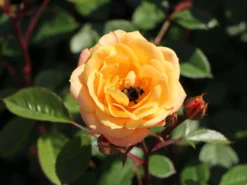 Zwergrose 'Apricot Clementine' ® 19 Zwergrose 'Apricot Clementine' ® -Deutschland Garten Funk Verkaufs-Shop zwergrose apricot clementine m005772 w 8