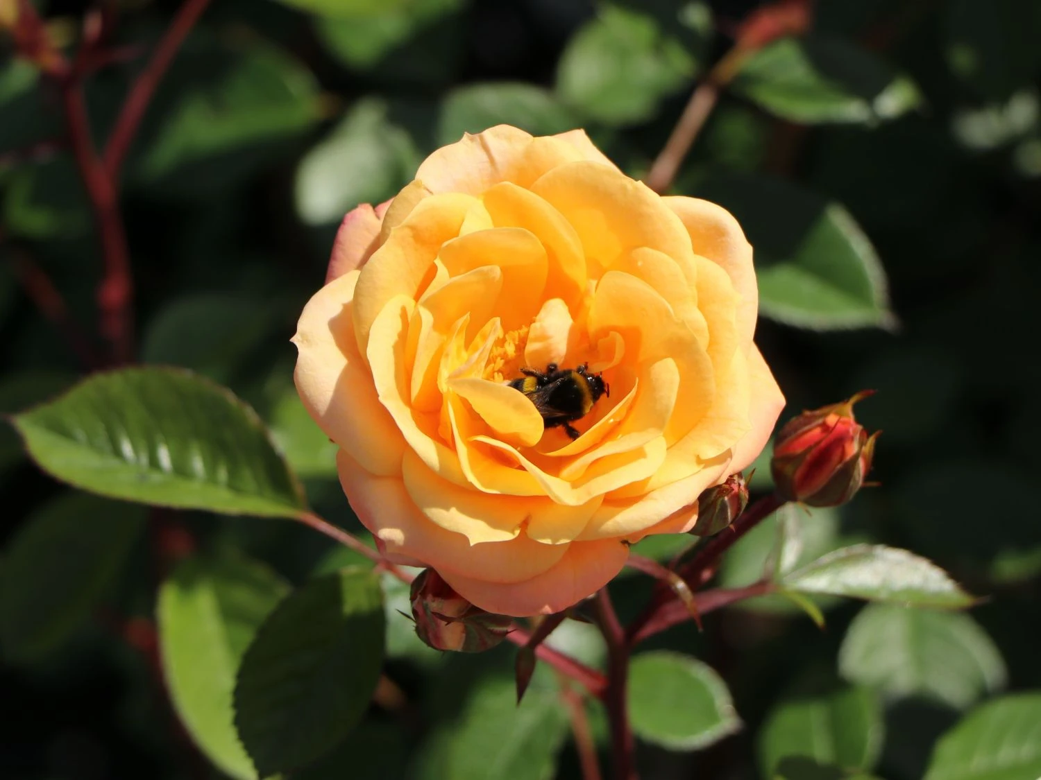 Zwergrose 'Apricot Clementine' ® 6 Zwergrose 'Apricot Clementine' ® – Bild 6