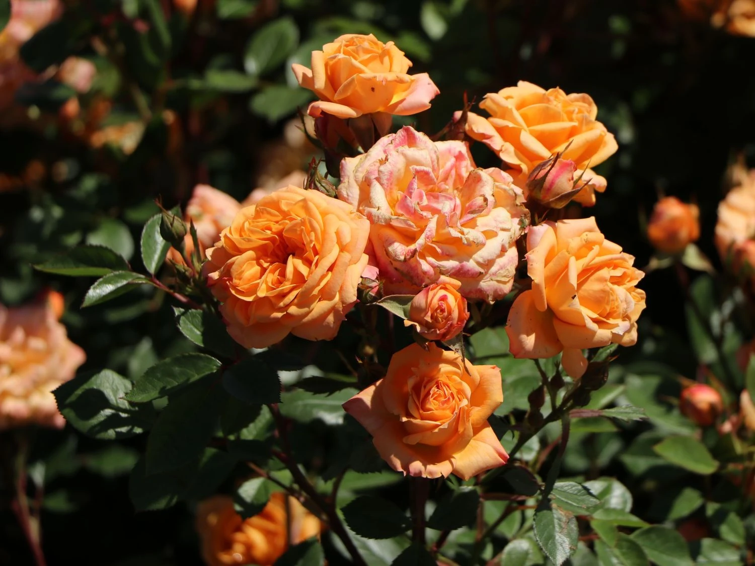 Zwergrose 'Apricot Clementine' ® 3 Zwergrose 'Apricot Clementine' ® – Bild 3