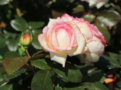 Zwergrose 'Biedermeier' ®