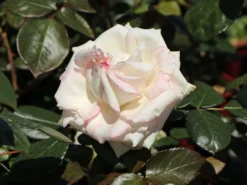 Zwergrose 'Biedermeier' ® 15 Zwergrose 'Biedermeier' ® -Deutschland Garten Funk Verkaufs-Shop zwergrose biedermeier m054544 w 0