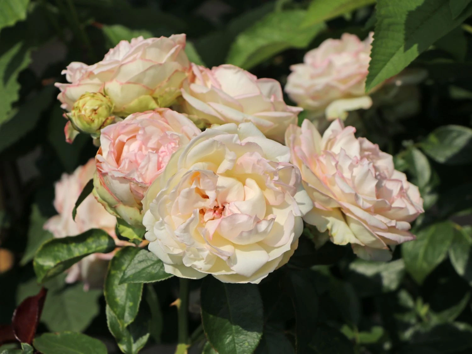 Zwergrose 'Biedermeier' ® 4 Zwergrose 'Biedermeier' ® – Bild 4