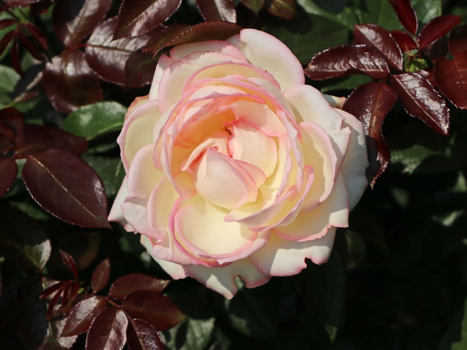 Zwergrose 'Biedermeier' ® 6 Zwergrose 'Biedermeier' ® – Bild 6