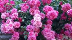 Zwergrose / Bodendecker-Rose 'Pepita' ® -Deutschland Garten Funk Verkaufs-Shop zwergrose bodendecker rose pepita m005936 236999 0