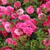 Zwergrose / Bodendecker-Rose 'Pepita' ®