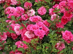Zwergrose / Bodendecker-Rose 'Pepita' ®