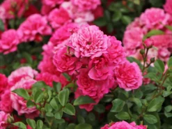 Zwergrose / Bodendecker-Rose 'Pepita' ® -Deutschland Garten Funk Verkaufs-Shop zwergrose bodendecker rose pepita m005936 w 1