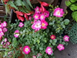 Zwergrose / Bodendeckerrose 'Lupo' ® -Deutschland Garten Funk Verkaufs-Shop zwergrose bodendeckerrose lupo m009336 589746 0