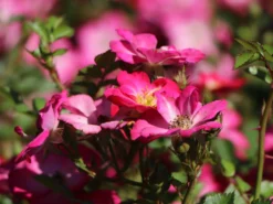 Zwergrose / Bodendeckerrose 'Lupo' ®