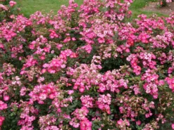 Zwergrose / Bodendeckerrose 'Lupo' ® -Deutschland Garten Funk Verkaufs-Shop zwergrose bodendeckerrose lupo m009336 w 0