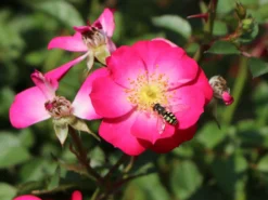 Zwergrose / Bodendeckerrose 'Lupo' ® -Deutschland Garten Funk Verkaufs-Shop zwergrose bodendeckerrose lupo m009336 w 2