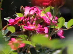 Zwergrose / Bodendeckerrose 'Lupo' ® -Deutschland Garten Funk Verkaufs-Shop zwergrose bodendeckerrose lupo m009336 w 3