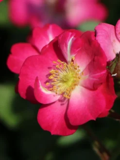 Zwergrose / Bodendeckerrose 'Lupo' ® -Deutschland Garten Funk Verkaufs-Shop zwergrose bodendeckerrose lupo m009336 w 4