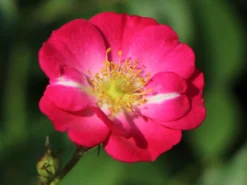 Zwergrose / Bodendeckerrose 'Lupo' ® -Deutschland Garten Funk Verkaufs-Shop zwergrose bodendeckerrose lupo m009336 w 6