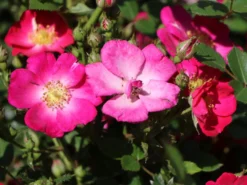 Zwergrose / Bodendeckerrose 'Lupo' ® -Deutschland Garten Funk Verkaufs-Shop zwergrose bodendeckerrose lupo m009336 w 7