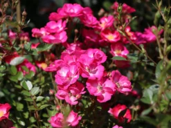 Zwergrose / Bodendeckerrose 'Lupo' ® -Deutschland Garten Funk Verkaufs-Shop zwergrose bodendeckerrose lupo m009336 w 8