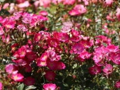 Zwergrose / Bodendeckerrose 'Lupo' ® -Deutschland Garten Funk Verkaufs-Shop zwergrose bodendeckerrose lupo m009336 w 9