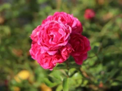 Zwergrose / Bodendecker-Rose 'Pepita' ® -Deutschland Garten Funk Verkaufs-Shop zwergrose bodendeckerrose pepita m005936 w 0