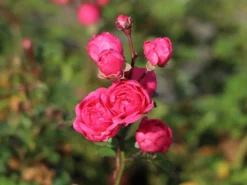 Zwergrose / Bodendecker-Rose 'Pepita' ® -Deutschland Garten Funk Verkaufs-Shop zwergrose bodendeckerrose pepita m005936 w 1