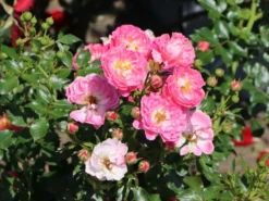 Zwergrose 'Charmant' ®