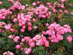 Zwergrose 'Charmant' ® -Deutschland Garten Funk Verkaufs-Shop zwergrose charmant m002930 w 0