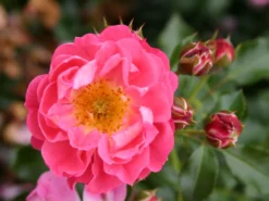 Zwergrose 'Charmant' ® -Deutschland Garten Funk Verkaufs-Shop zwergrose charmant m002930 w 2