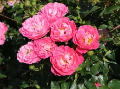 Zwergrose 'Charmant' ® -Deutschland Garten Funk Verkaufs-Shop zwergrose charmant m002930 w 3