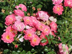 Zwergrose 'Charmant' ® -Deutschland Garten Funk Verkaufs-Shop zwergrose charmant m002930 w 5