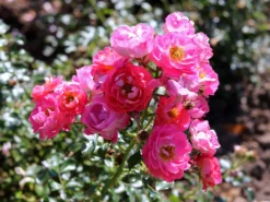 Zwergrose 'Charmant' ® -Deutschland Garten Funk Verkaufs-Shop zwergrose charmant m002930 w 6