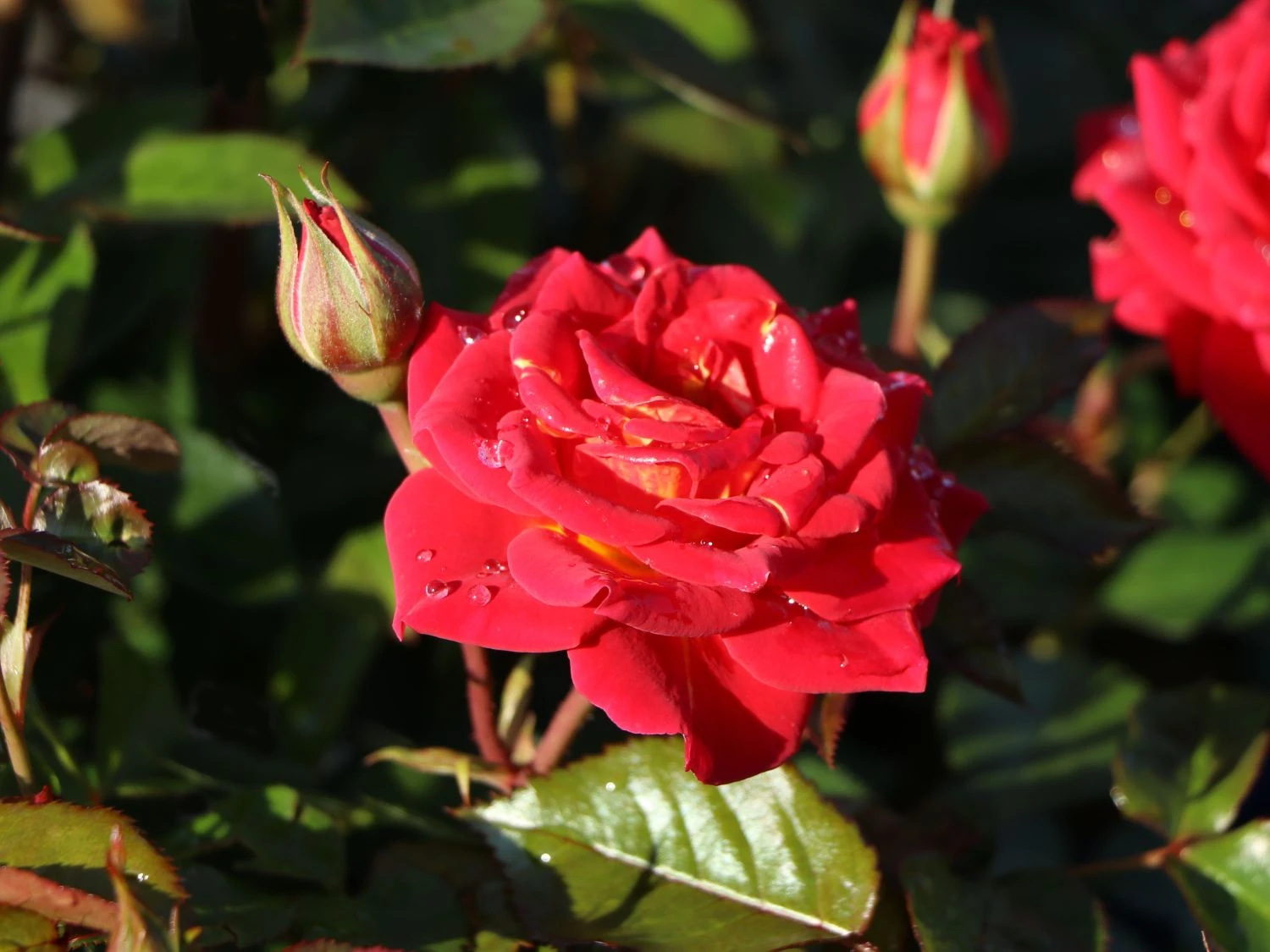 Zwergrose 'Chili Clementine' ® 1 Zwergrose 'Chili Clementine' ®